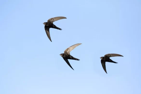 Common Swift