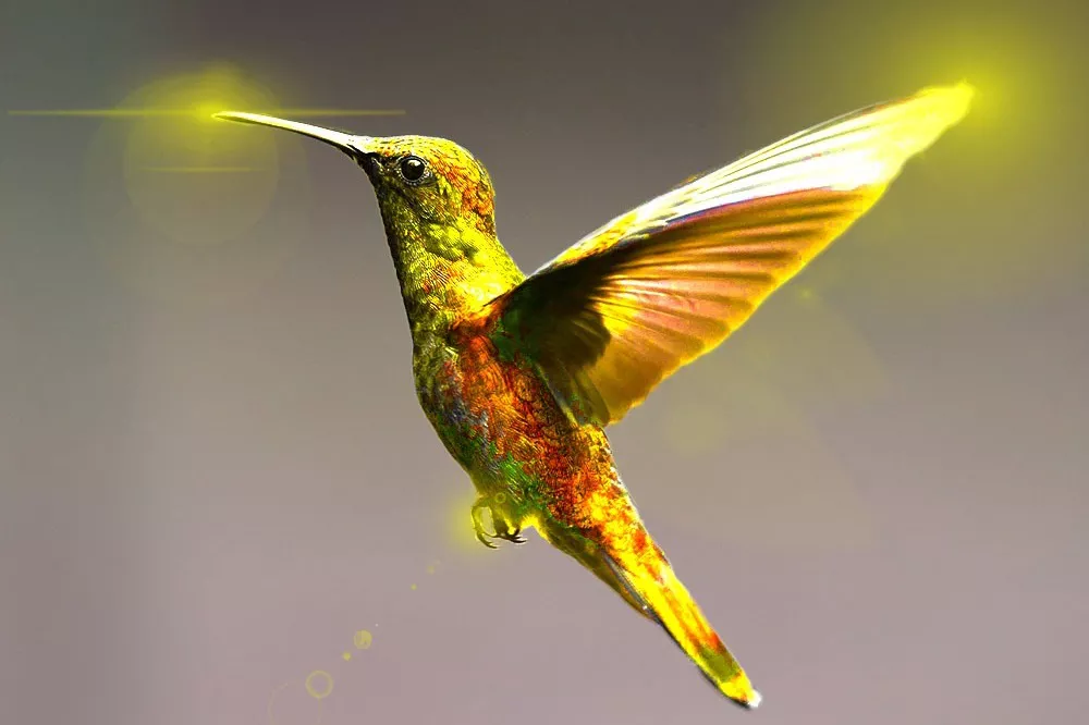 Gold Hummingbird