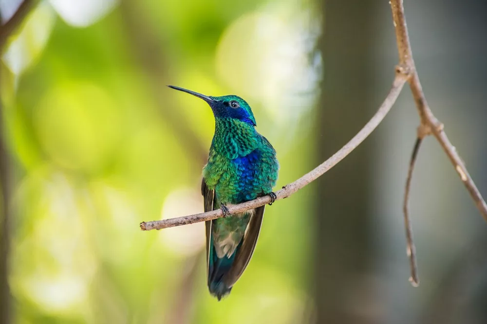 Green Hummingbird