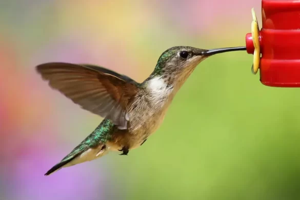How to Make Hummingbird Nectar