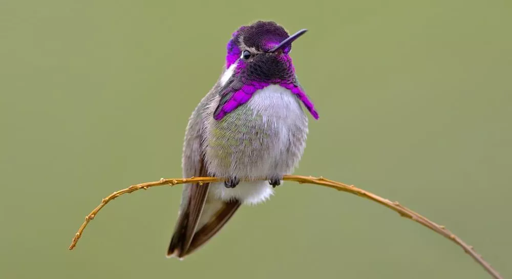 Purple Hummingbird