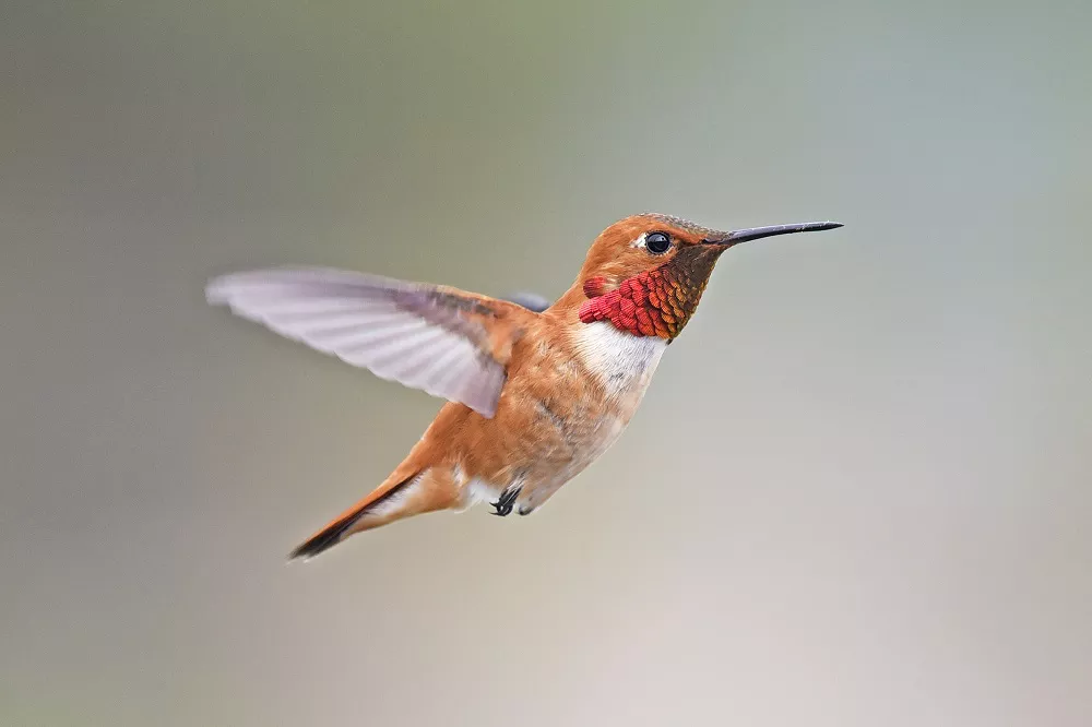 Red Hummingbird