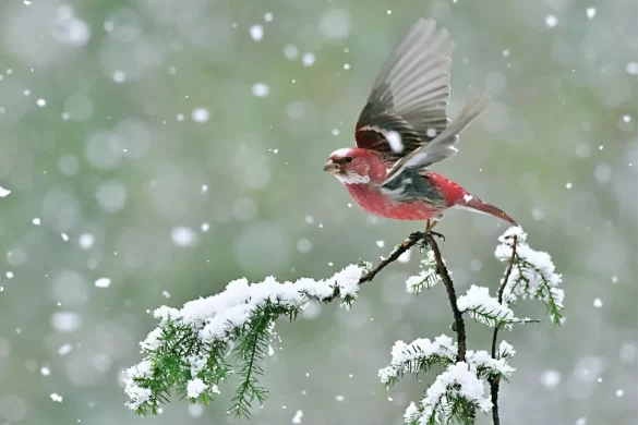 Audubon Christmas Bird Count Coming to River Fork Ranch on December 28