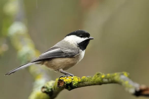 Black-capped chickadee