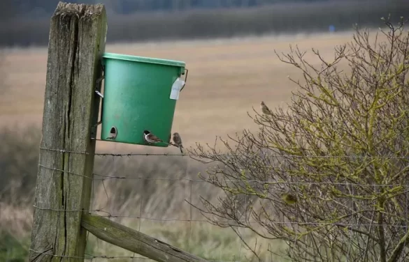 GWCT's Big Farmland Bird Count Returns in February: How Farmers are Saving Wildlife