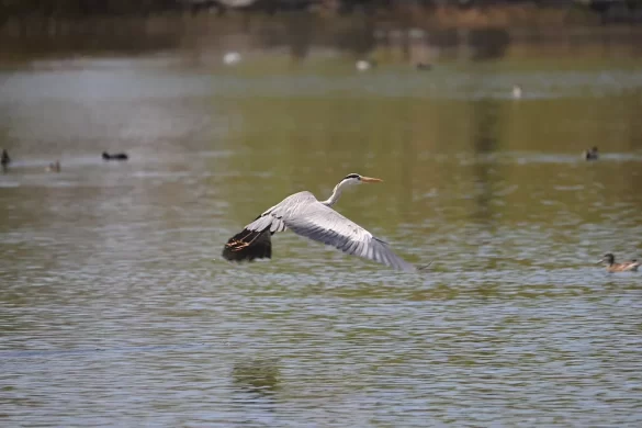 Grey heron in flight