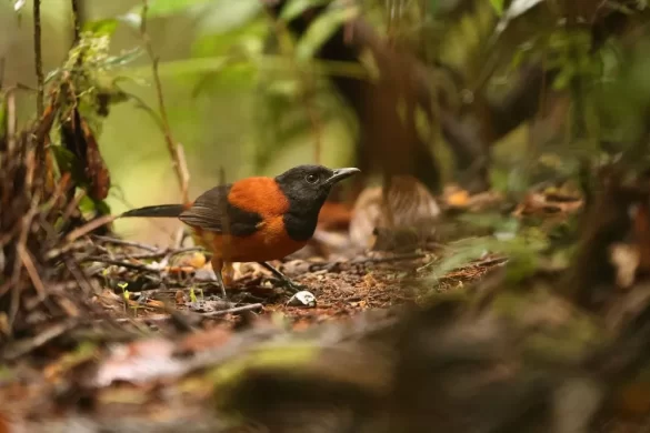 Hooded Pitohui