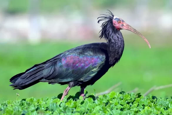 Northern Bald Ibis