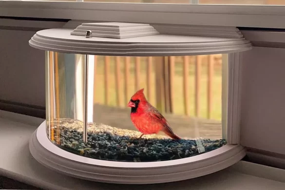 Window Bird Feeders