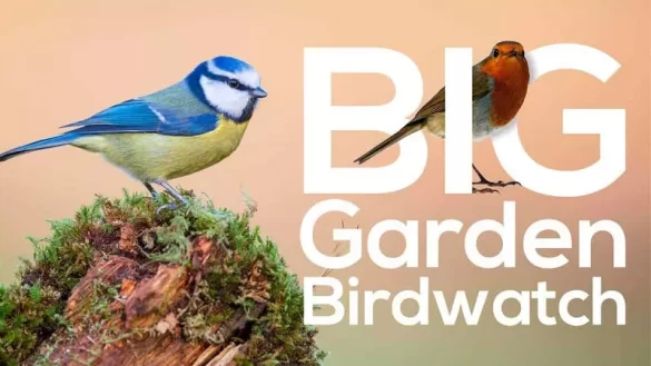 Big Garden Birdwatch