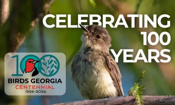 Birds Georgia to Celebrate 100 Years of Conservation With Statewide Events in 2026