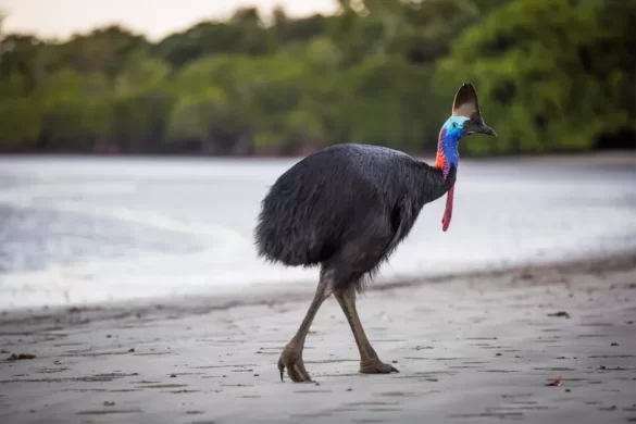 Cassowary