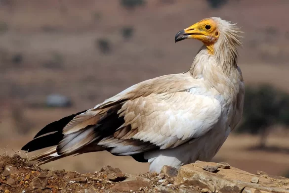 Egyptian Vulture