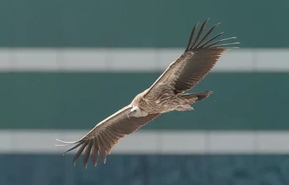 Himalayan Vulture