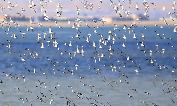 Over 500 Red-legged Sandpipers Spotted During Kuwait’s Winter Bird Counting Day