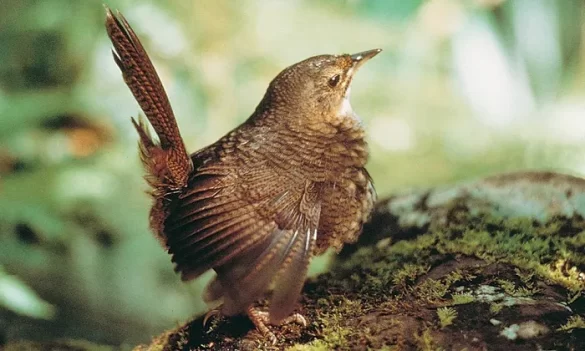 Rufous scrub-bird