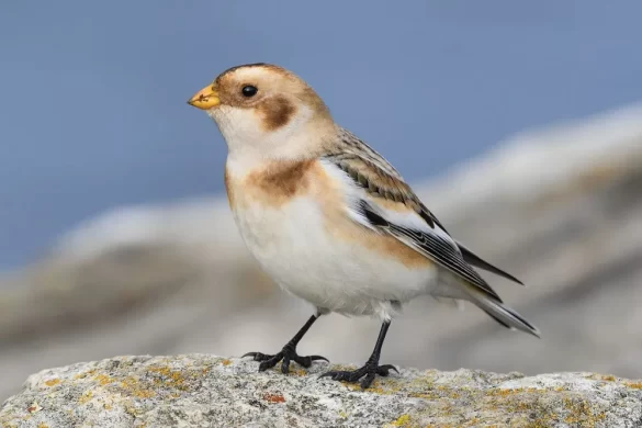 Snow Bunting