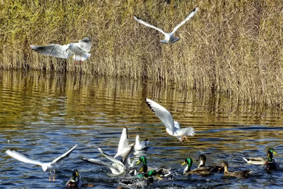 The Aquatic Bird Census Begins in Kanchanpur Today