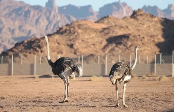 The red-necked ostrich