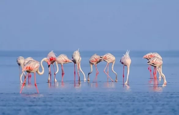 Two-Day Flamingo Festival Begins Near Pulicat Lake, Boosting Ecotourism