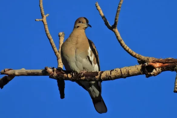 white-winged dove