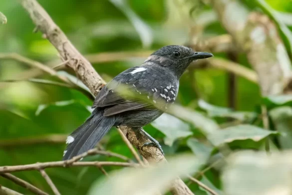 Cercomacra raucisona