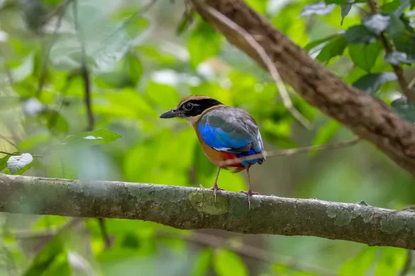 Blue-winged Pitta
