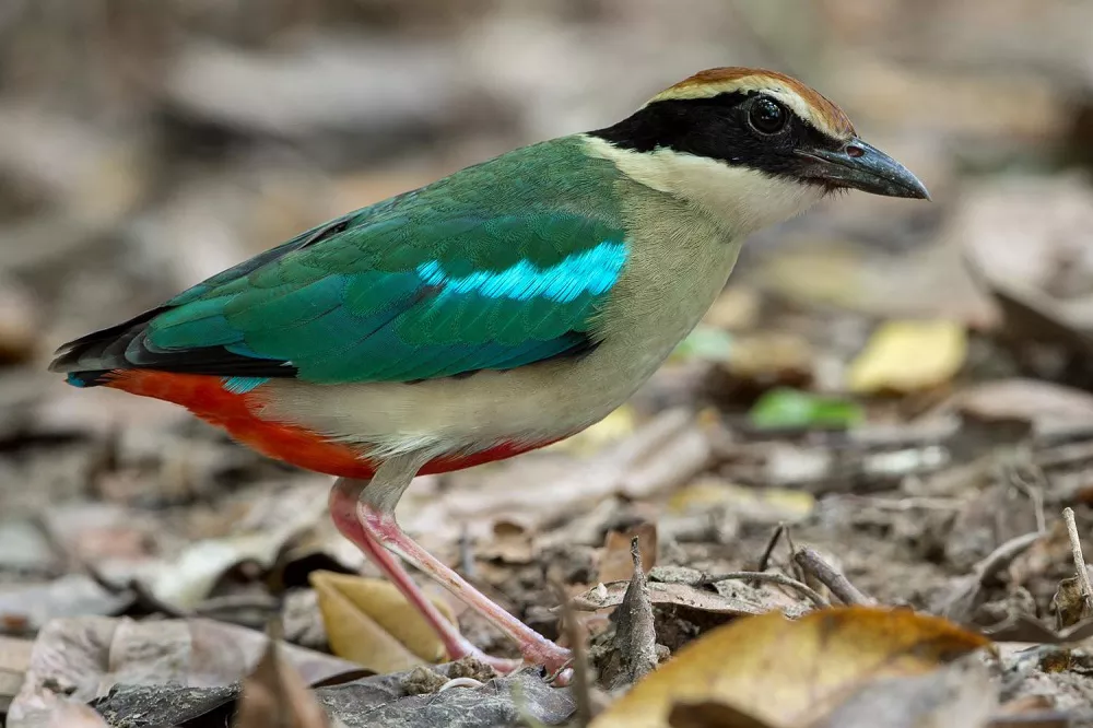 Fairy Pitta