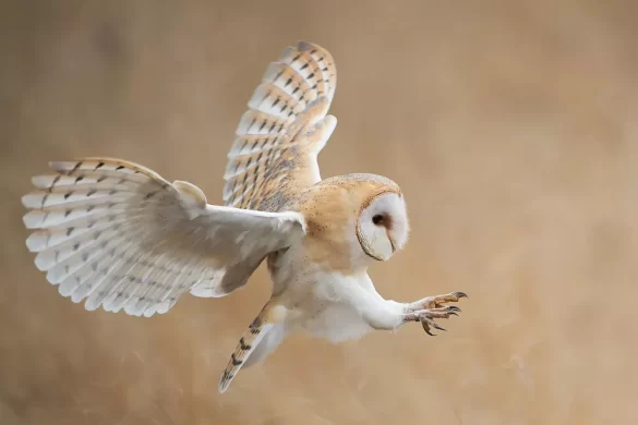 Barn Owls